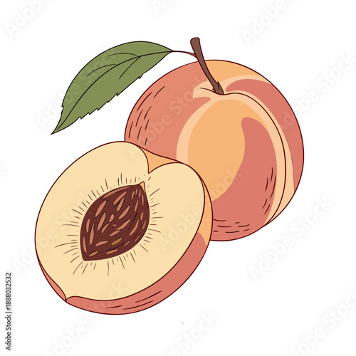 Peach fruit illustration with whole and sliced peach
