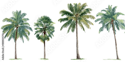Four tropical palm trees on white background
