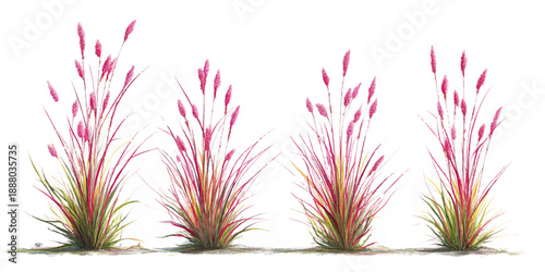 Set of four ornamental grass plants with pink feathers