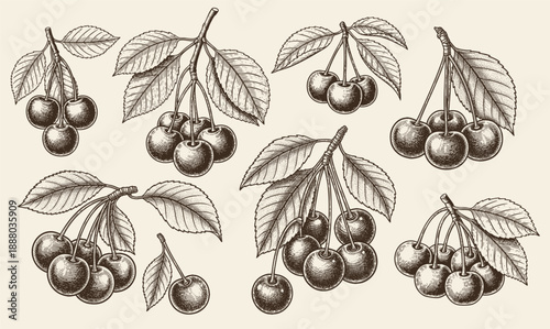 Berries and fruits drawing collection. Hand drawn berry and fruit sketch. Vector illustration. Engraved style.