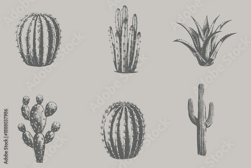 Engraving style Prickly Pear Cactus, Barrel, Saguaro, Aloe Vera, Fairy, Ball Cactus vector illustration. Collection of different varieties of cacti. Set of desert plants. Eps 10