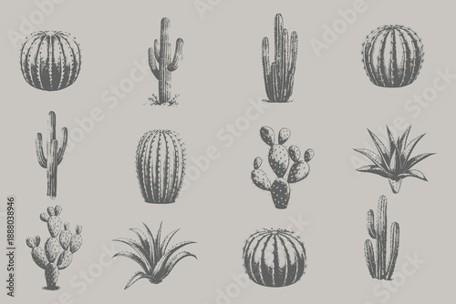 Vintage style Prickly Pear Cactus, Barrel, Saguaro, Aloe Vera, Fairy, Ball Cactus vector illustration. botanical sketches isolated on white Decorative monochrome elements for design, typography etc.