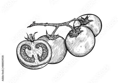 Hand drawn tomatoes on branch and half slice set, sketch vector