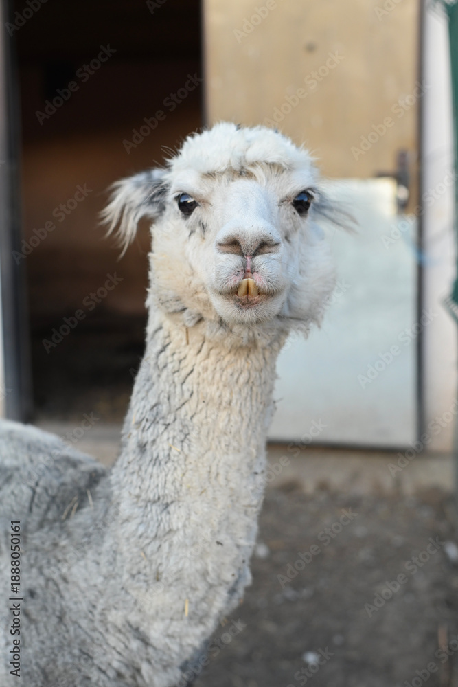 Fototapeta premium vertical photo. close-up portrait of an alpaca reveals its fluffy wool and expressive features. Soft daylight enhances the alpaca’s natural charm.