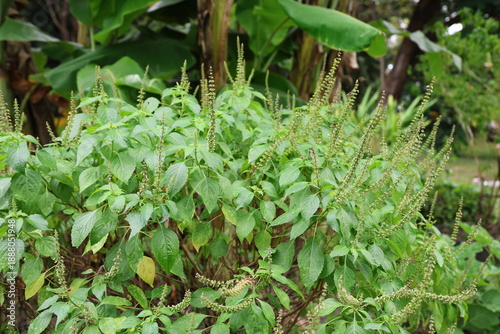 The shrubby basil plant is blooming. Ocimum gratissimum L., belonging to the mint family, has fragrant, pungent, spicy leaves. The leaves are rough to touch, covered in fine hairs. Spike-like raceme
