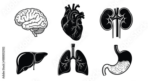 Human internal organ icon set in black and white vector style
