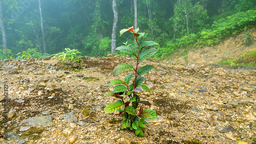 Probably kratom Mitragyna speciosav tropical evergreen tree of Rubiaceae. Mountain cloudy forest, hylea in Malaysia, Borneo, Gunung Kinabalu, monsoon season. Ingested by chewing for sexual desire