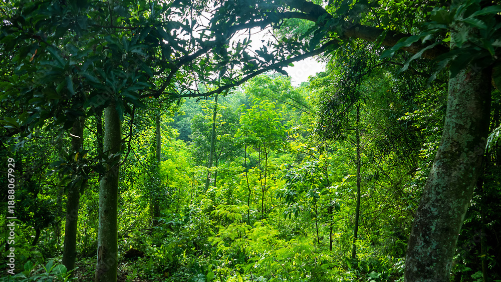 Fototapeta premium Humid rainforest during monsoon rains, rainy season. Java Island. Indonesia
