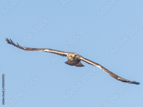 Quadro su tela A head on shot of a Rough-legged Hawk in flight towards the camera