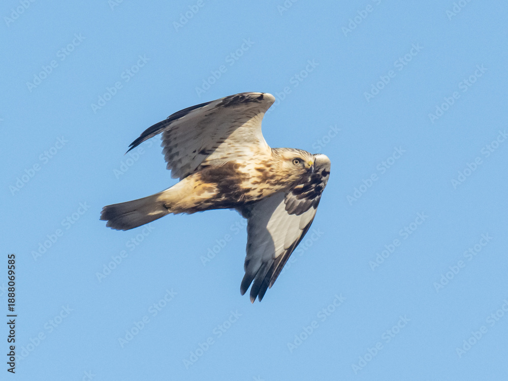 Obraz premium A side-on shot of a light morph plumaged Rough-legged Hawk in flight