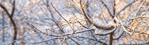 Frozen tree branches covered with white snow and ice in sunlight. Beautiful winter nature background for header or website slider. Photo