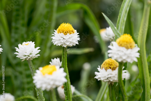 Beautiful winged everlasting (ammobium alatum) flowers.