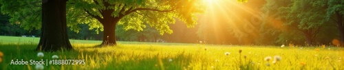 Golden sunlight bathes lush green trees and meadow Summer scene , rural, scenery, meadow