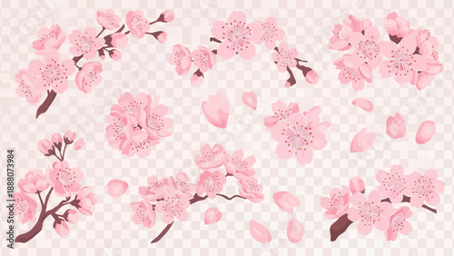 Pink Cherry Blossom Branches and Petals Set on Transparent Background