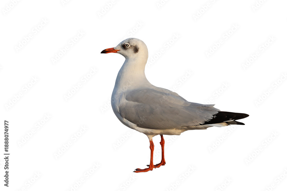 Obraz premium Seagull standing isolated on transparent background.