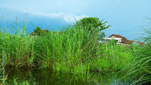 Принти на полотні A tropical low-lying swamp, backwater with grassy vegetation