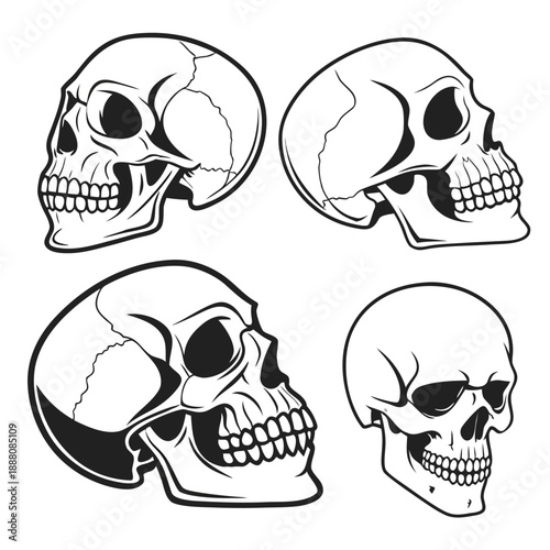 Human skull vector set, various angles of cranium and jaw anatomical illustration