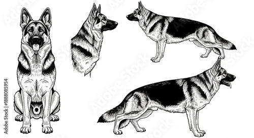 Detailed Vector Illustration Set of German Shepherd Dog in Various Poses: Sitting, Standing, and Head Profile. Vintage Engraving Style Artwork for Pet and Animal Design Projects.