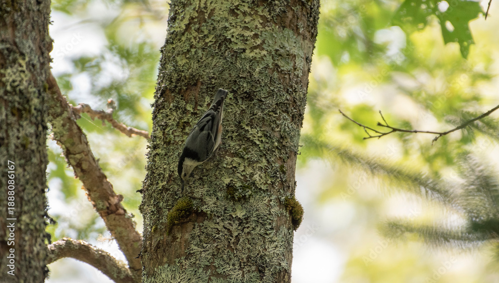 Obraz premium White Breasted Nuthatch