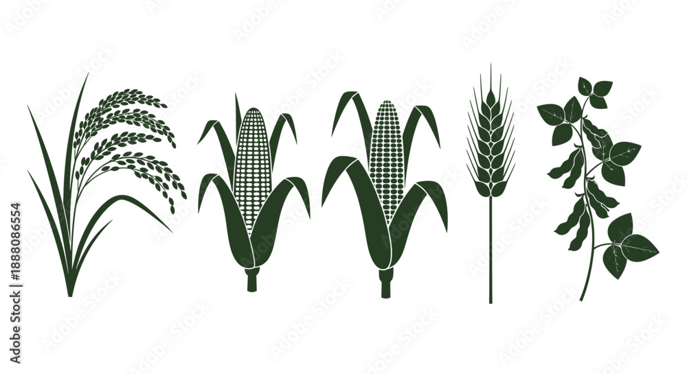 Fototapeta premium Collection of various grain and plant illustrations including rice, corn, wheat, and leaves in a simple style