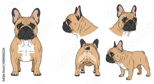 Comprehensive Fawn French Bulldog Vector Illustration Set: Detailed Character Reference Sheet Showing Front, Side Profile, Standing, and Rear Views Isolated on White Background.