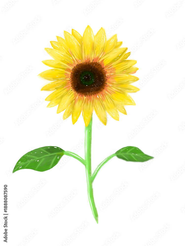 Fototapeta premium Realistic Sunflower Illustration Isolated on White Background