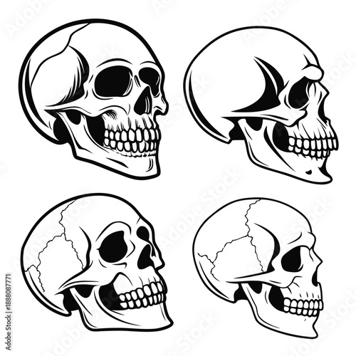 Human skull vector set, various angles of cranium and jaw anatomical illustration