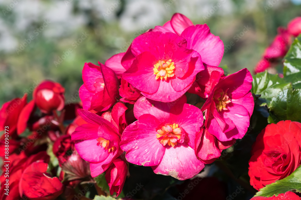 Obraz premium Beautiful Reiger begonia (Begonia × hiemalis) flowers.