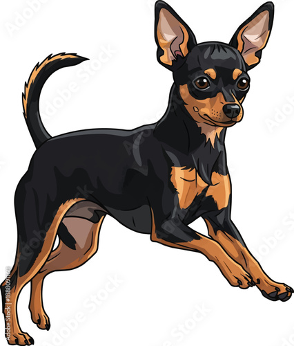 Russian Toy Terrier dog running playful cute attentive pose