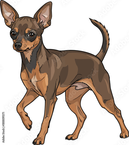 Russian Toy Terrier dog walking relaxed attentive movement