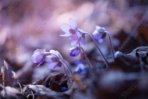 Tableau sur toile Purple hepatica flowers (Hepatica nobilis) in a spring forest, floral motif, bac