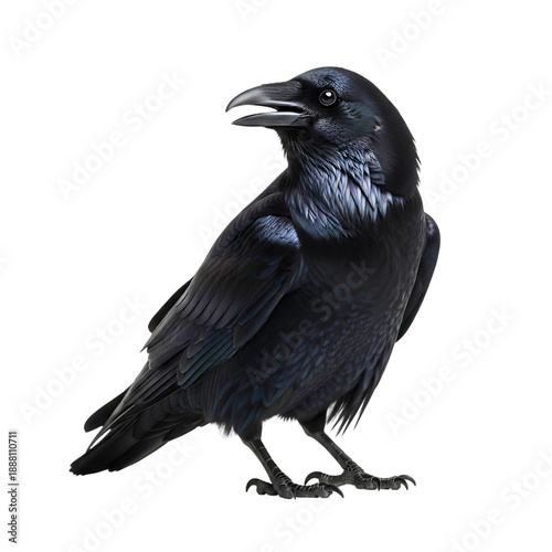 A black crow standing  with its mouth open and looking to the left side transparent background