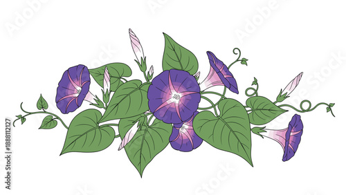Beautiful morning glory vine with vibrant purple and pink trumpet shaped flowers and lush green leaves against a plain white background.