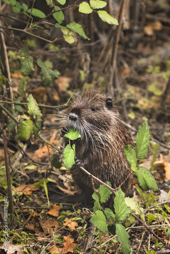 Baby Nutria Eating Blackberry Leaves  (Myocastor coypus)
