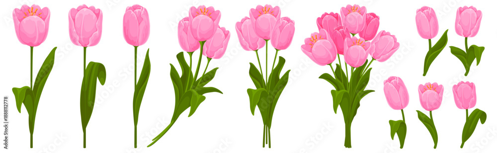 Fototapeta premium Set of pink tulips with leaves. Tulips arranged in bouquets and as individual flowers. Spring and summer garden flowers. Isolated vector illustration