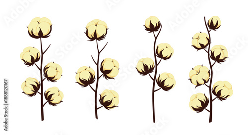 Four natural cotton plant branches with soft white bolls on brown stems for botanical illustration and textile industry themes.