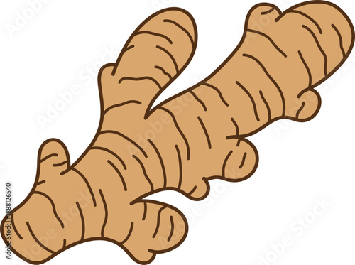 Hand drawn ginger root illustration isolated on white background, organic spice, herbal ingredient, healthy food concept, botanical sketch style, natural cooking seasoning graphic