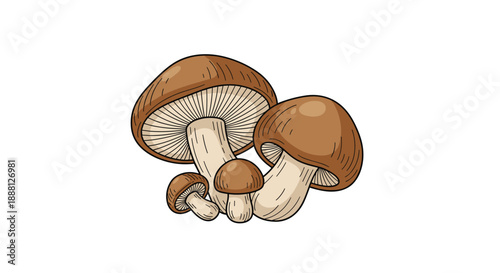 Group of four brown mushrooms in various stages of growth with detailed gills and stems for a nature, forest, or biology study.
