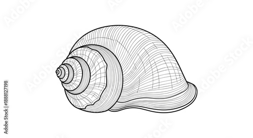 Intricate line art illustration of a snail shell with detailed spiral patterns and textures is isolated on a white background for art.