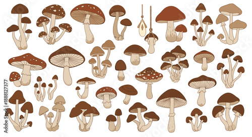 Comprehensive collection of different species of wild forest mushrooms illustrated in various shades of brown and tan.
