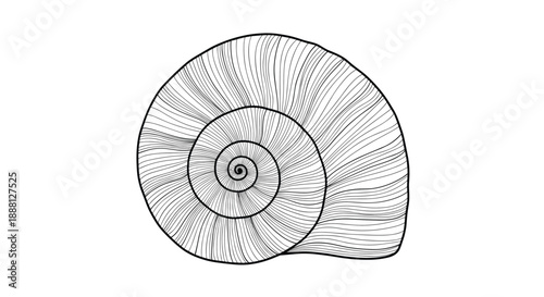 Intricate line art drawing of a spiral seashell showing detailed textures and natural patterns against a plain white background.