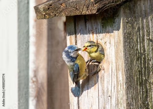 Blue tit feeding her chick  a caterpillar at the nestbox