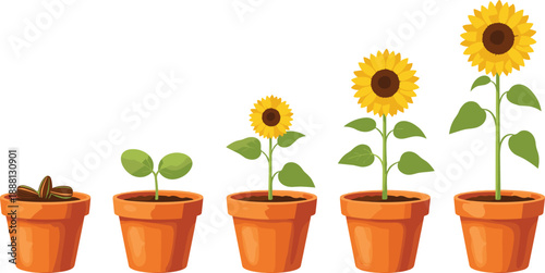 Sunflower growth stages in terracotta pots plants flowers