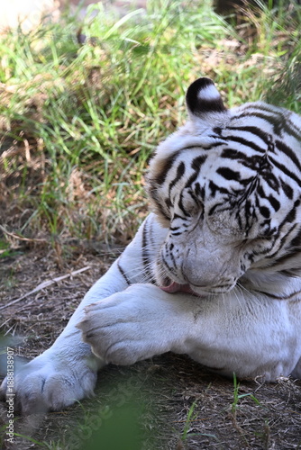 White Tiger Roaring in Lanzarote Wildlife Park