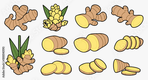 Collection of stylized ginger root illustrations showing whole rhizomes fresh flowers and various cut slices
