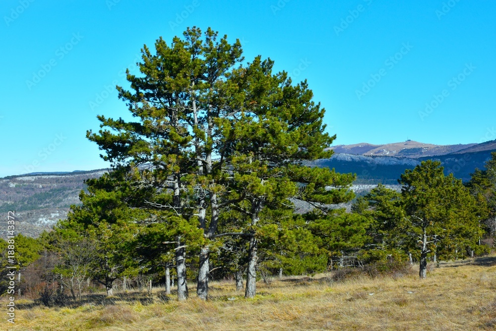Fototapeta premium Meadow with pine trees an Slavnik mountain behind in Primorska, Slovenia