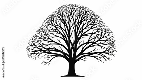 Silhouette of a large deciduous tree with bare branches.