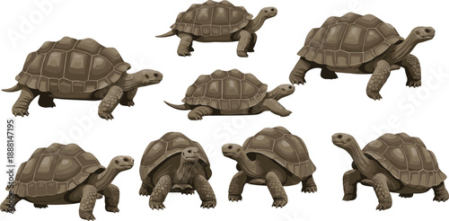 Realistic Tortoise Vector Illustration Set Featuring Multiple Angles and Walking Poses for Wildlife Design, Educational Content, Games, and Nature Art Projects