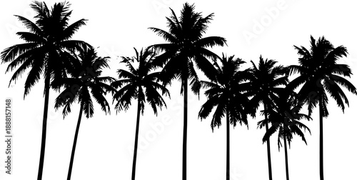 Palm or coconut trees silhouette with white background