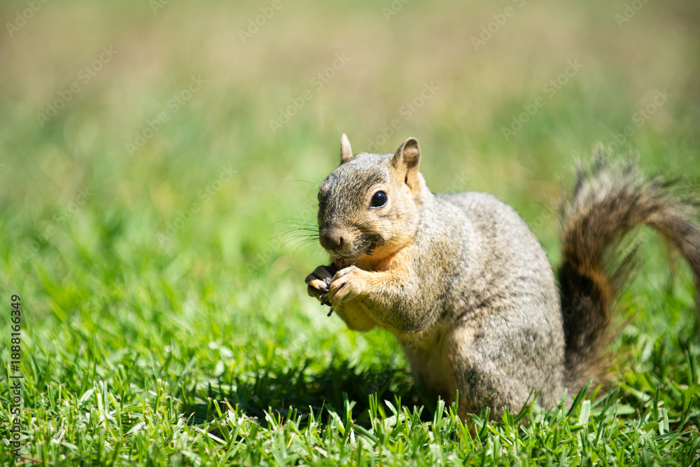 Obraz premium Squirrel shows alert wildlife behavior. Squirrel displays natural park habitat. Squirrel represents urban animal life. Squirrel highlights cute wild mammal.